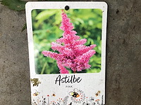 20 astilbe - afbeelding 1 van  2
