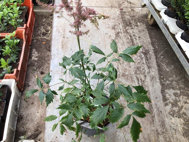 20 astilbe - afbeelding 2 van  2