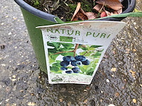 20 bessenstruiken - afbeelding 1 van  9