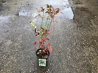 20 bessenstruiken - afbeelding 2 van  9