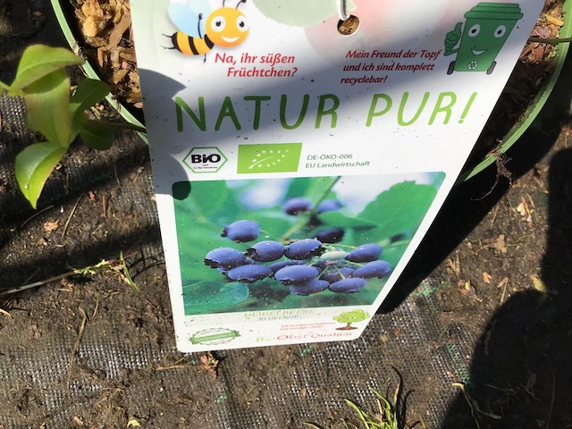 20 bessenstruiken - afbeelding 3 van  9