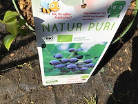 20 bessenstruiken - afbeelding 3 van  9