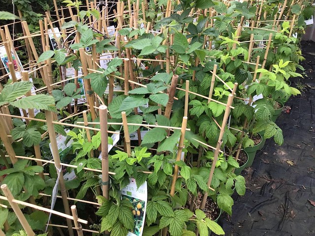 20 bessenstruiken - afbeelding 5 van  9