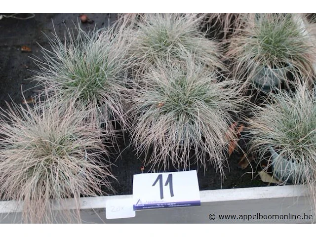 20 buitenplanten festuca glauca - afbeelding 1 van  2