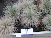 20 buitenplanten festuca glauca - afbeelding 1 van  2