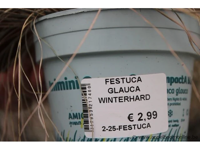 20 buitenplanten festuca glauca - afbeelding 2 van  2