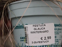 20 buitenplanten festuca glauca - afbeelding 2 van  2