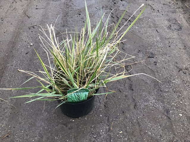 20 callamagrostis - afbeelding 1 van  1