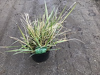 20 callamagrostis - afbeelding 1 van  1