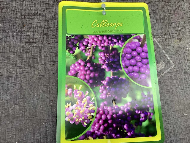 20 callicarpa - afbeelding 1 van  2