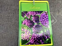 20 callicarpa - afbeelding 1 van  2