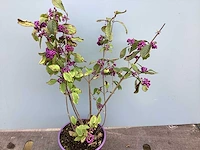 20 callicarpa - afbeelding 2 van  2