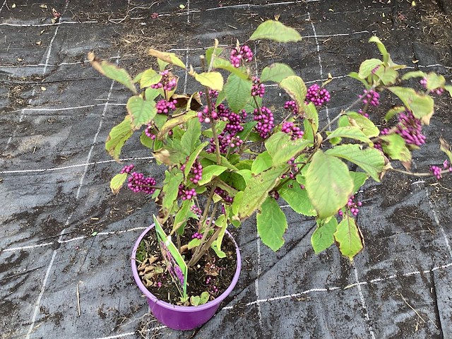 20 callicarpa - afbeelding 2 van  2