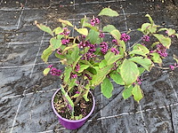 20 callicarpa - afbeelding 2 van  2