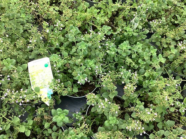 20 callimentha - afbeelding 2 van  2