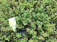 20 callimentha - afbeelding 2 van  2