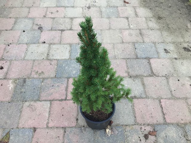 20 conica - afbeelding 2 van  3