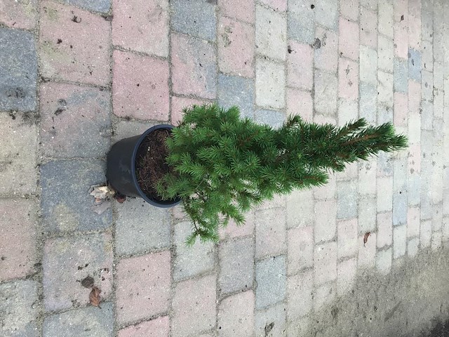 20 conica - afbeelding 3 van  3