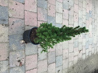 20 conica - afbeelding 3 van  3