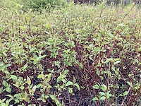 20 cornus rood 80-100 - afbeelding 1 van  2