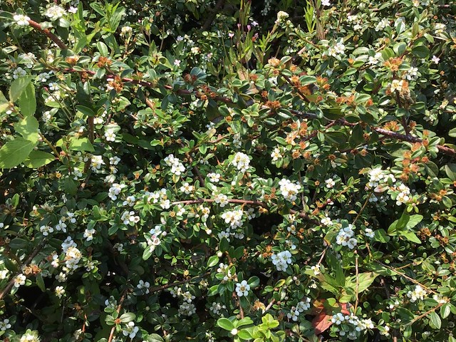 20 cottoneaster - afbeelding 1 van  2