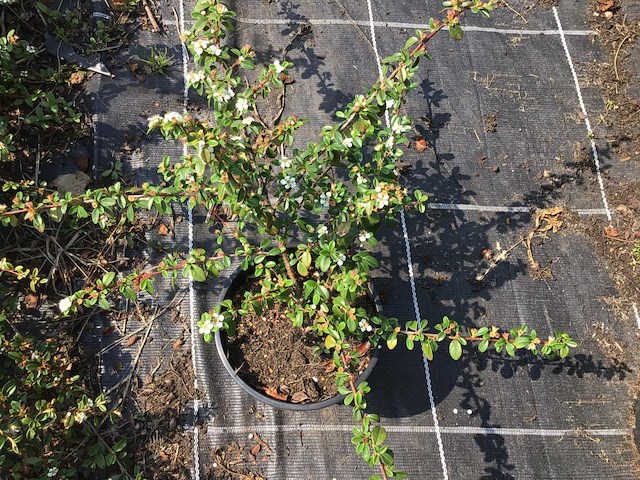 20 cottoneaster - afbeelding 2 van  2