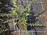 20 cottoneaster - afbeelding 2 van  2