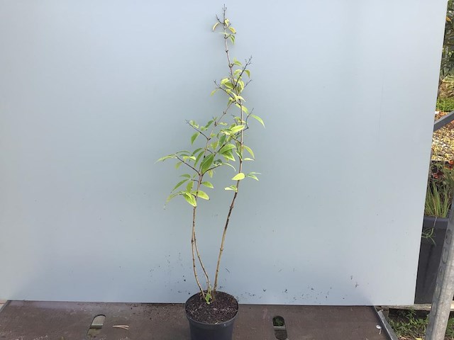 20 deutzia gracillis - afbeelding 1 van  2