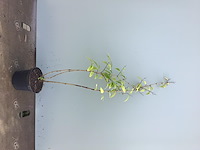 20 deutzia gracillis - afbeelding 2 van  2