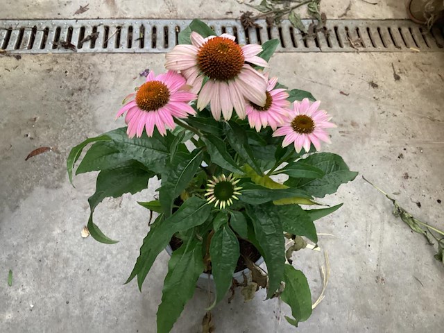 20 echinacea roos - afbeelding 2 van  2