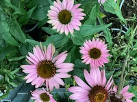 20 echinacea - afbeelding 1 van  1