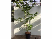 20 fagus sylvatica 140-160 - afbeelding 2 van  2