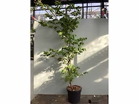 20 fagus sylvatica 150-180 - afbeelding 2 van  2