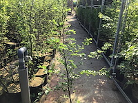 20 fagus sylvatica 180-200 - afbeelding 2 van  2