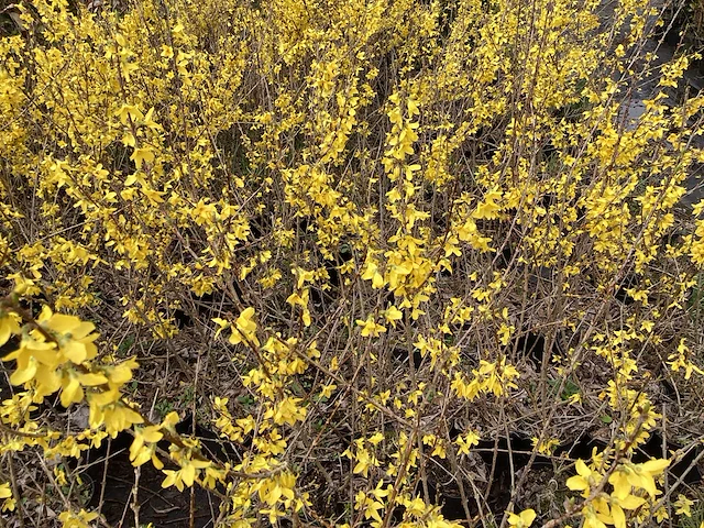 20 forsythia - afbeelding 1 van  2