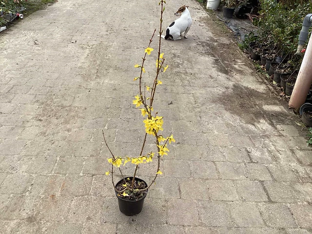 20 forsythia - afbeelding 2 van  2