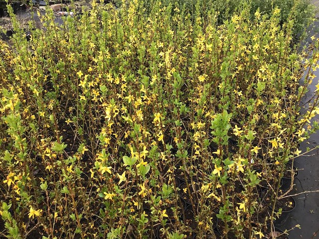 20 forsythia - afbeelding 1 van  3