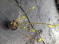 20 forsythia - afbeelding 3 van  3