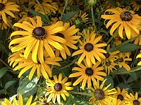 20 gele rudbeckia - afbeelding 1 van  1