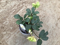 20 helleboris - afbeelding 1 van  1