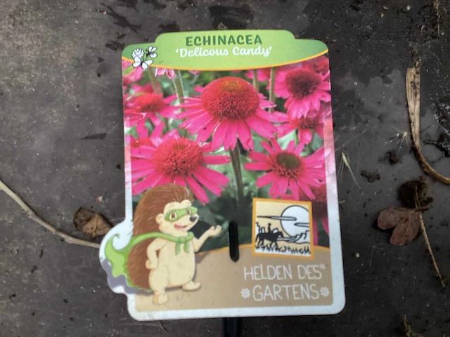 20 hemerocallis,20 kniphofia, 20 echinacea, 20 salvia - afbeelding 1 van  7