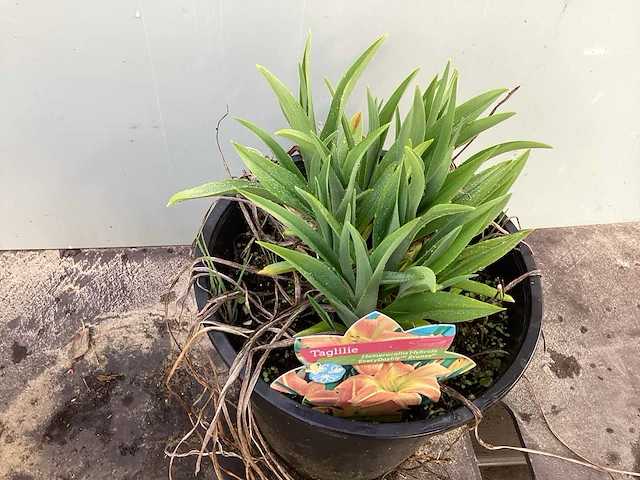 20 hemerocallis,20 kniphofia, 20 echinacea, 20 salvia - afbeelding 6 van  7