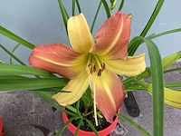 20 hemerocallis - afbeelding 1 van  3