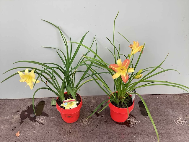 20 hemerocallis - afbeelding 3 van  3