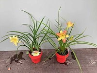 20 hemerocallis - afbeelding 3 van  3