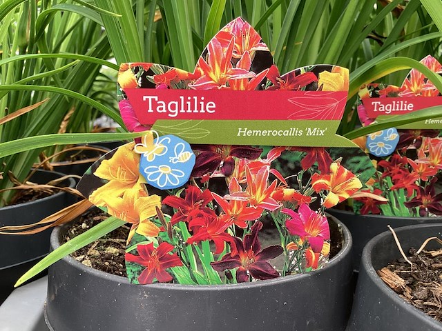 20 hemerocallis - afbeelding 1 van  3