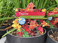 20 hemerocallis - afbeelding 1 van  3