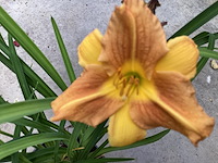 20 hemerocallis - afbeelding 2 van  3