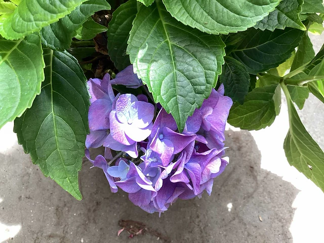 20 hortensia blauw - afbeelding 4 van  4