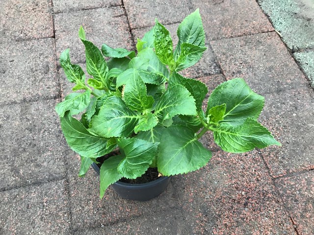 20 hortensia blauw - afbeelding 2 van  2